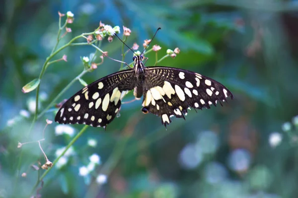 Mariposa Papilio Mariposa Común Cal Cola Golondrina Cuadros Descansando Sobre — Foto de Stock