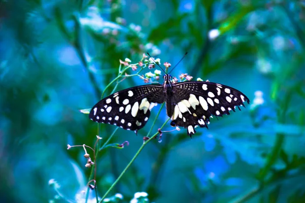 Papilio Borboleta Common Lime Butterfly Rabo Andorinha Chequered Descansando Sobre — Fotografia de Stock