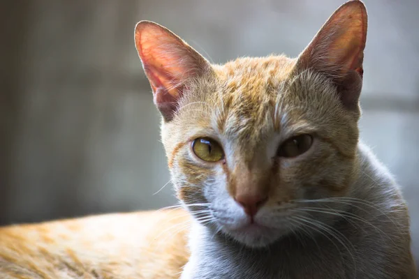 Lindo Adorable Gato Doméstico Mirando Hacia Cámara Con Brillantes Ojos — Foto de Stock