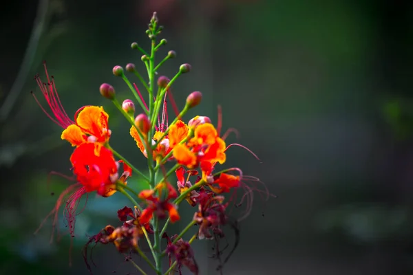 Flam Boarant Flame Tree Royal Poinciana Delonix Regia Яскравий Помаранчевий — стокове фото