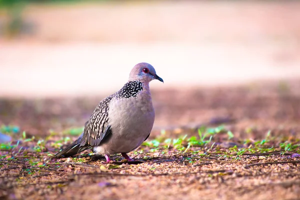 The oriental turtle dove or rufous turtle dove is a member of the bird family Columbidae -the doves and pigeons.  The species has a wide native distribution range from Europe, east across Asia to Japan.