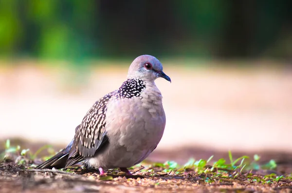 Die Orientalische Turteltaube Oder Rufous Turteltaube Ist Ein Mitglied Der — Stockfoto