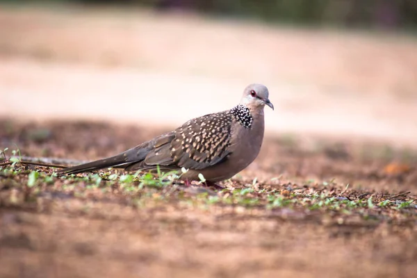 Tortora Orientale Tortora Rustica Membro Della Famiglia Degli Uccelli Columbidae — Foto Stock