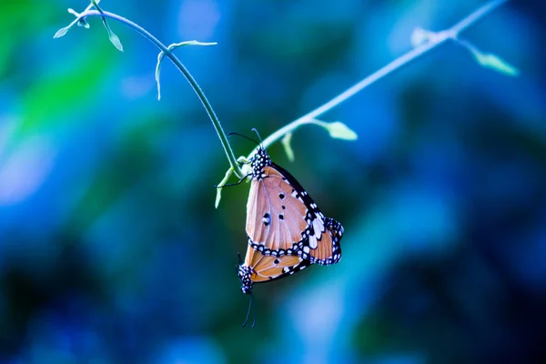 Tigre Liso Danaus Chrysippus Mariposas Apareamiento Planta Flores Naturaleza Durante —  Fotos de Stock