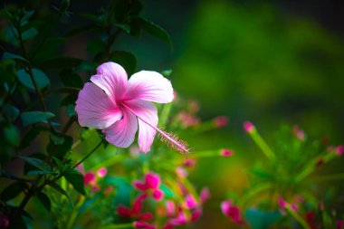  Hibiscus çiçeği olarak da bilinir, halk arasında 