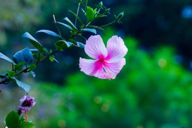  Hibiscus çiçeği olarak da bilinir, halk arasında 
