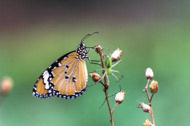 Kaplan kelebeğinin resmi ya da çiçek bitkilerinin üzerinde dinlenen Danaus Kelebeği olarak da bilinir.