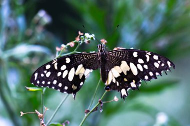 Papilio demoleus 'un Makro resmi yaygın bir limon kelebeği ve kırlangıç kuyruğudur. Aynı zamanda limon kelebeği olarak da bilinir ve bahar mevsiminde çiçek bitkilerinin üzerinde dinlenen kırlangıç kuyruğu olarak da bilinir.