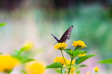 Buz bitkisi çiçekleri 5-9 yıl içinde büyür ve yazın ve sonbaharın çoğunda çiçek açar. Yaprakları çoğunlukla yemyeşildir ve bu yüzden yıl boyunca harika bir zemin kapağı oluştururlar. Bitki yemyeşilken,  