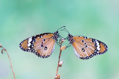 Danaus chrysippus, Afrika kraliçesi, Asya, Avustralya ve Afrika 'da yaygın olarak görülen orta büyüklükte bir kelebek türüdür. Fırça ayaklı kelebek familyası Nymphalidae 'nin Danainae alt familyasına aittir.