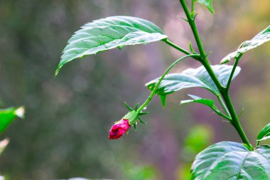 Buz bitkisi çiçekleri 5-9 yıl içinde büyür ve yazın ve sonbaharın çoğunda çiçek açar. Yaprakları çoğunlukla yemyeşildir ve bu yüzden yıl boyunca harika bir zemin kapağı oluştururlar. Bitki yemyeşilken,  