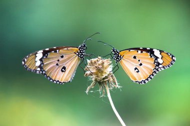 Danaus chrysippus, Afrika kraliçesi, Asya, Avustralya ve Afrika 'da yaygın olarak görülen orta büyüklükte bir kelebek türüdür. Fırça ayaklı kelebek familyası Nymphalidae 'nin Danainae alt familyasına aittir.