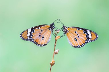 Danaus chrysippus, Afrika kraliçesi, Asya, Avustralya ve Afrika 'da yaygın olarak görülen orta büyüklükte bir kelebek türüdür. Fırça ayaklı kelebek familyası Nymphalidae 'nin Danainae alt familyasına aittir.