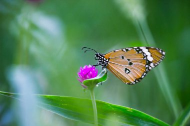 Düz Kaplan Danaus Kelebeği nektar içiyor çiçek bitkileri bahar zamanı doğal ortamında.