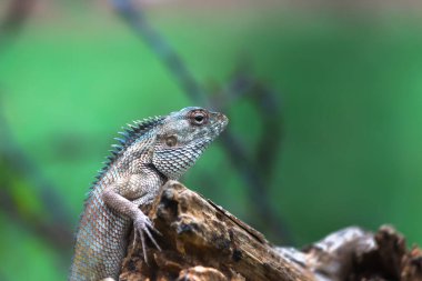 Doğu bahçe kertenkelesi (