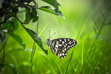  Malvaceae familyasından Hibiscus çiçeği. Hibiscus rosa-sinensis, bilinen adıyla Ayakkabı Çiçeği veya halk dilinde Çin amblemi, Çin gülü, Hawaii amblemi, gül gülü ve bahar aylarında çiçek açan ayakkabı siyahı bitki.