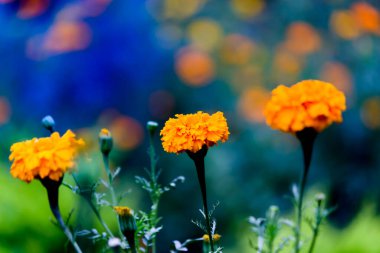 Tagetes, Asteraceae familyasından yıllık veya uzun ömürlü bir bitki cinsidir. İngilizcede kadife çiçeği olarak bilinen çeşitli bitki grupları arasındadırlar. Tagetes cinsi Carl Linnaeus tarafından 1753 yılında tanımlanmıştır..