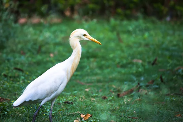 Bubulcus Ibis Heron Common Known Cattle Egret Космополітичний Вид Зустрічається — стокове фото