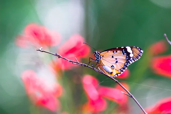 虎蝶のイメージ または花の植物に休んでいるDanaus Chrysippus蝶としても知られています — ストック写真