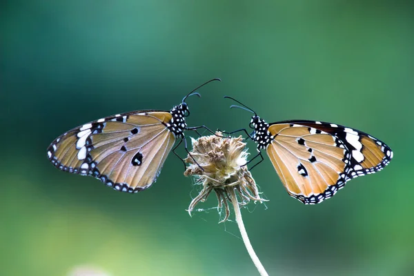 Obraz Motyla Tygrysa Lub Znany Również Jako Danaus Chrysippus Motyl — Zdjęcie stockowe