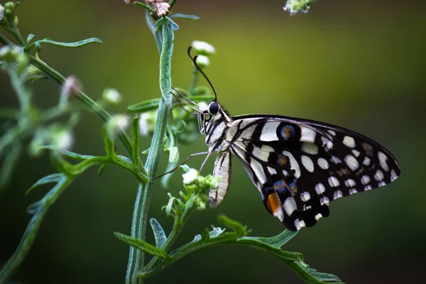 Makrobild Von Papilio Demoleus Ist Ein Verbreiteter Lindenfalter Und Weit — Stockfoto