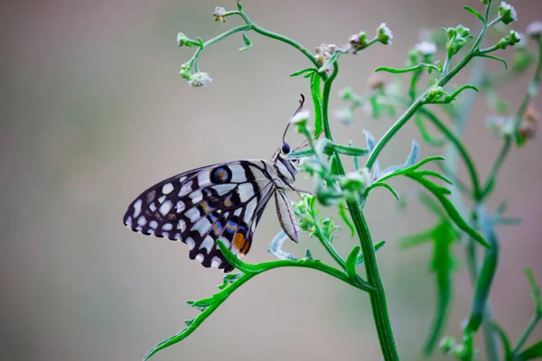 番石榴的宏观图片是一种常见的石灰蝴蝶和广泛的燕尾 它也被称为柠檬蝴蝶 Lemon Butterfly 和弯曲的燕尾花 在春季时节栖息在花木上 — 图库照片