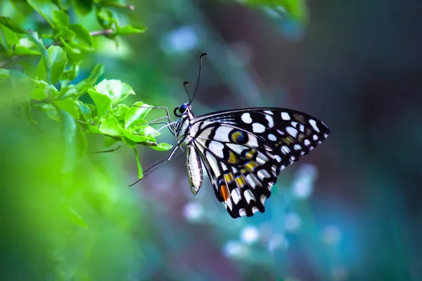 Μακρο Εικόνα Του Papilio Demoleus Είναι Μια Κοινή Πεταλούδα Ασβέστη — Φωτογραφία Αρχείου