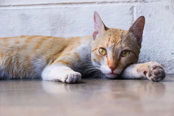 Kedi, küçük etobur memelilerin evcil bir türüdür. Felidae familyasının evcil tek türüdür ve genellikle onu ailenin vahşi üyelerinden ayıran evcil kedi olarak adlandırılır..