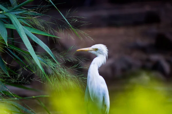 Egret 지방에서 발견되는 청어의 국제적 종이다 일부권 위자들은 아종을 종으로 — 스톡 사진