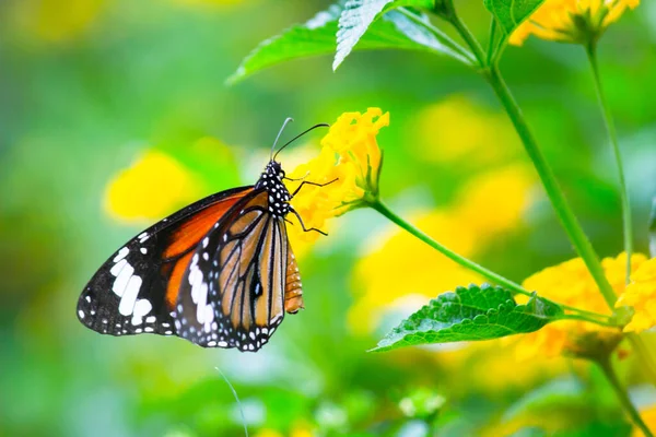 Beau Papillon Sur Fleurs Jaunes Cette Photo Contient Beau Papillon — Photo