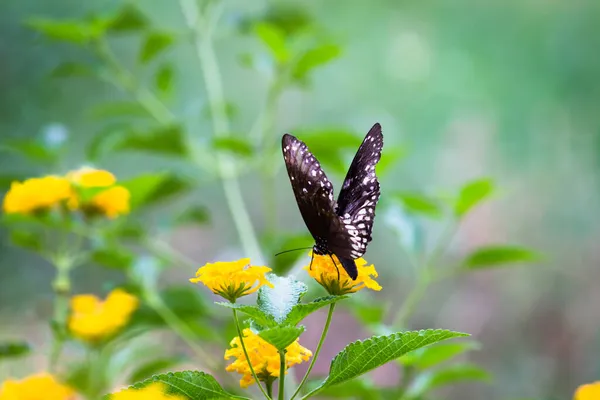 Euploea Core Corbeau Commun Est Papillon Commun Trouvé Asie Sud — Photo