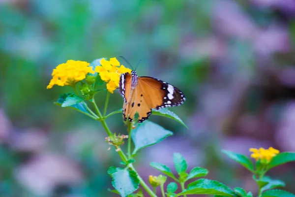 Danaus Crisipo Também Conhecido Como Tigre Simples Rainha Africana Monarca — Fotografia de Stock