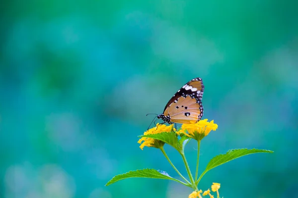 Danaus Chrysippus También Conocido Como Tigre Llano Reina Africana Monarca — Foto de Stock