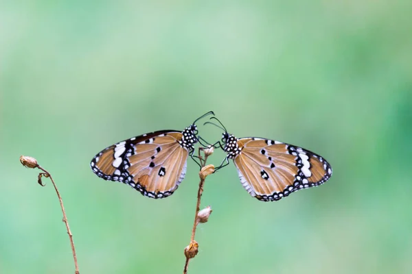 Danaus Chrysippus También Conocido Como Tigre Llano Reina Africana Monarca — Foto de Stock