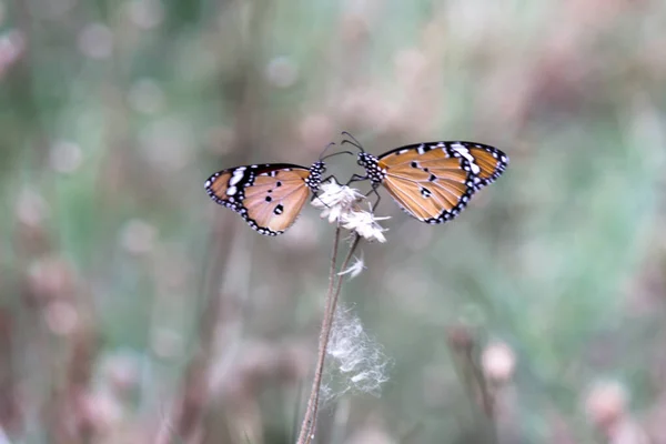 Danaus Chrysippus Also Known Plain Tiger African Queen African Monarch — Stock Photo, Image