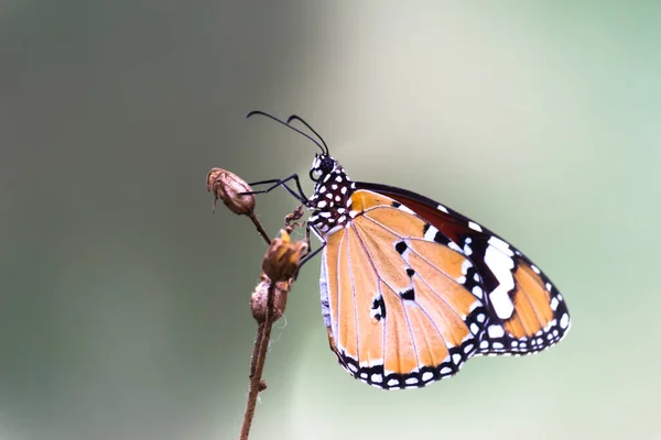 시포스 Danaus Chrysippus 아시아 아프리카에 분포하는 크기의 나비이다 민머리 Nymphalidae — 스톡 사진