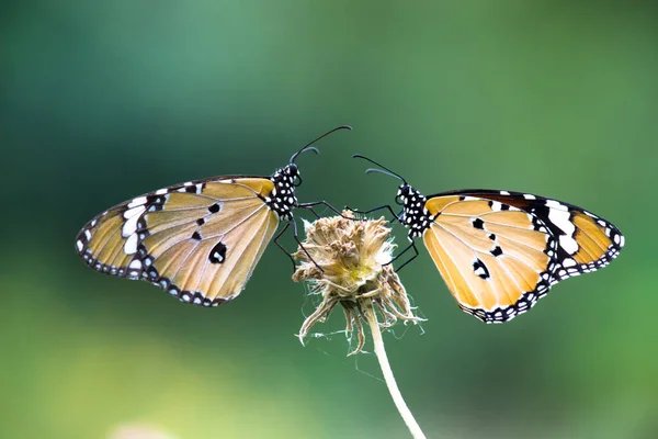 Danaus Chrysippus También Conocido Como Tigre Llano Reina Africana Monarca —  Fotos de Stock