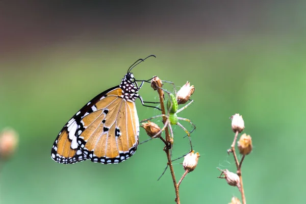 Danaus Crisipo Também Conhecido Como Tigre Simples Rainha Africana Monarca — Fotografia de Stock