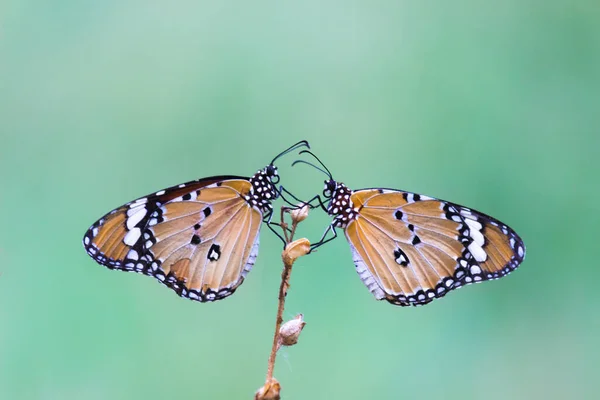 ダナウス クリシプス Danaus Crysippus アフリカの女王 アフリカの君主 アジア オーストラリア アフリカで広く見られる中規模の蝶である ブラシ足蝶科のDanainae亜科に属します — ストック写真