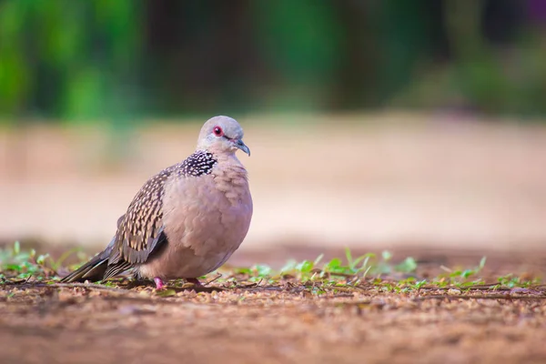 The oriental turtle dove or rufous turtle dove is a member of the bird family Columbidae -the doves and pigeons.  The species has a wide native distribution range from Europe, east across Asia to Japan.