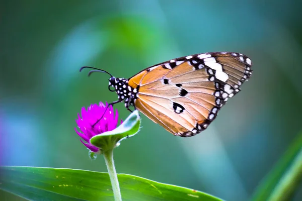 Tigre Des Prairies Danaus Chrysippus Papillon Buvant Nectar Les Plantes — Photo