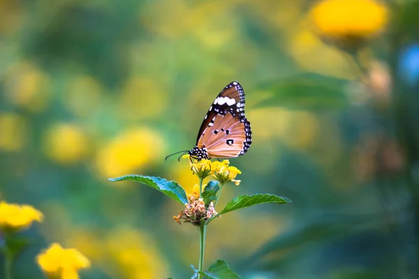 Tigre Des Prairies Danaus Chrysippus Papillon Buvant Nectar Les Plantes — Photo