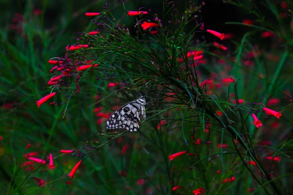 モールベ科のハイビスカスの花です 中国のハイビスカス 中国のハイビスカス ハワイのハイビスカス バラの芝生として知られているハイビスカスのRosa Sinensisは 春の間に満開の芝生と黒い靴の植物をバラしました — ストック写真