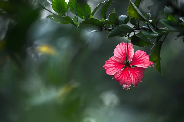 モールベ科のハイビスカスの花です 中国のハイビスカス 中国のハイビスカス ハワイのハイビスカス バラの芝生として知られているハイビスカスのRosa Sinensisは 春の間に満開の芝生と黒い靴の植物をバラしました — ストック写真