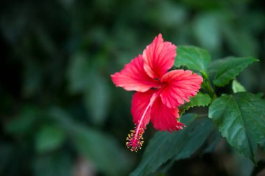  Hindistan 'da bir halk parkında ilkbaharda çiçek açan Hibiscus çiçeği.