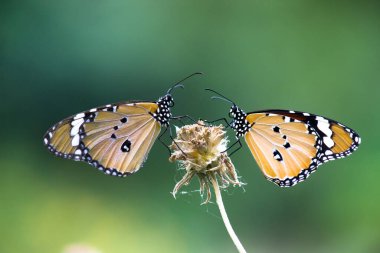  Düz Kaplan Danaus Kelebeği ilkbaharda çiçekleri ziyaret eder