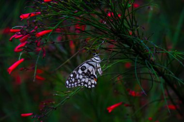 Papilio demoleus 'un Makro resmi yaygın bir limon kelebeği ve kırlangıç kuyruğudur. Aynı zamanda limon kelebeği olarak da bilinir. Bahar mevsiminde çiçek bitkilerinin üzerinde dinlenen kırlangıç kuyruğu.