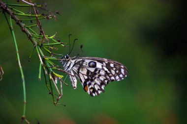 Papilio demoleus 'un Makro resmi yaygın bir limon kelebeği ve kırlangıç kuyruğudur. Aynı zamanda limon kelebeği olarak da bilinir. Bahar mevsiminde çiçek bitkilerinin üzerinde dinlenen kırlangıç kuyruğu.
