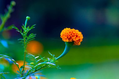  Tagetes, Asteraceae familyasından yıllık veya uzun ömürlü bir bitki cinsidir. 