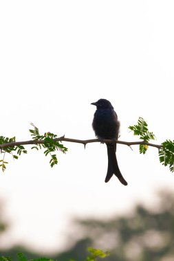  Kara Drongo, Dicrurus makrocercus, Hindistan 'daki ağaç dalının tepesinde duruyor.